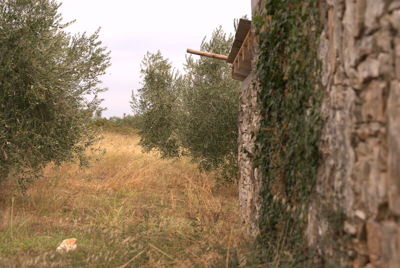 Olive grove with stone wall