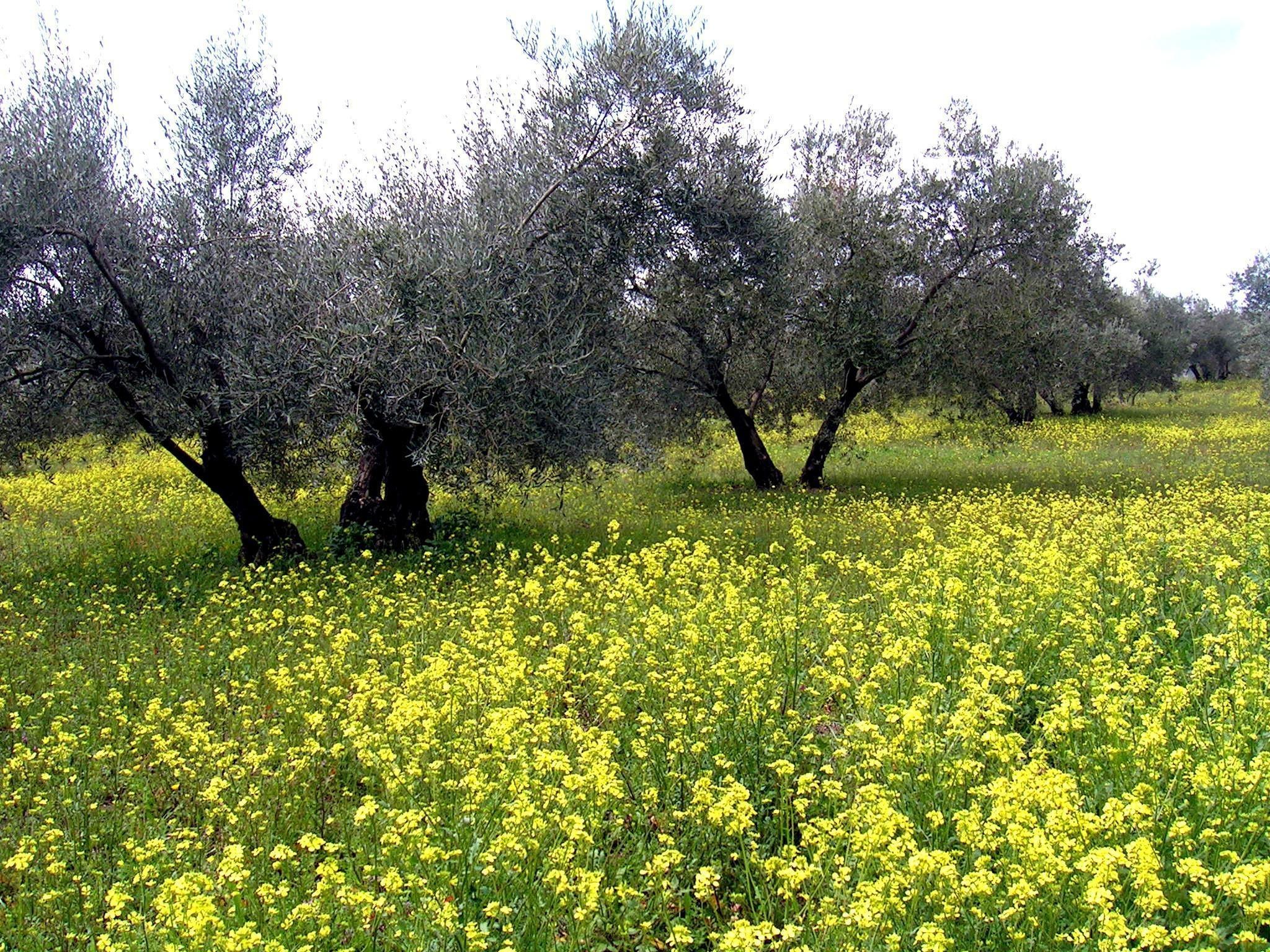 Olive grove with yellow flowers
