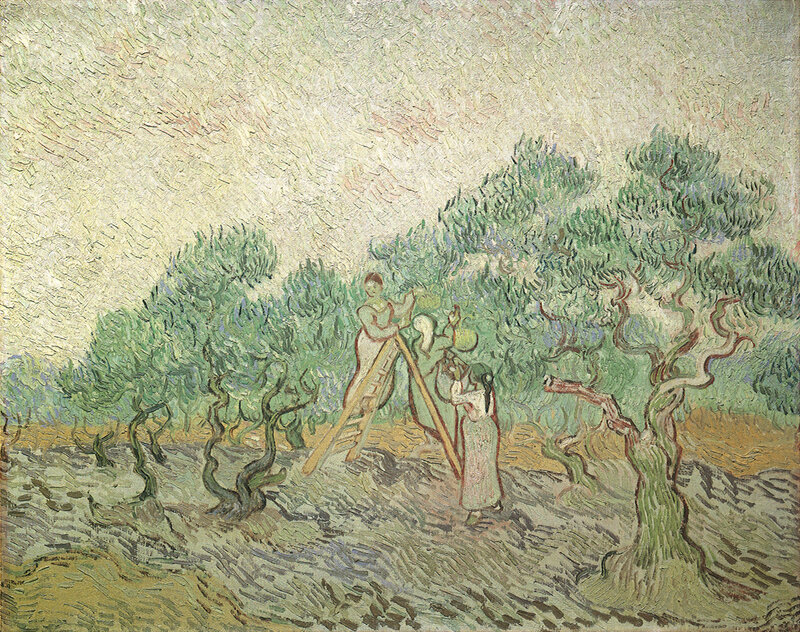 Olive Harvest Scene