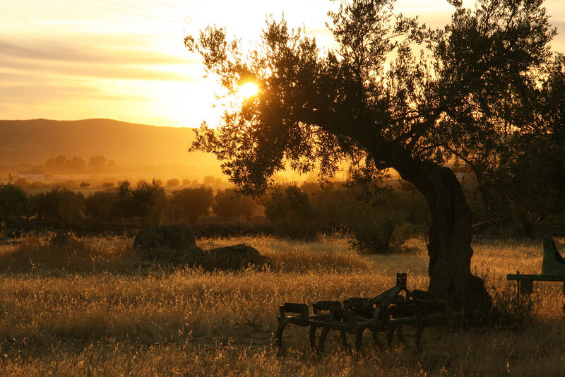 Olive Tree at Sunset