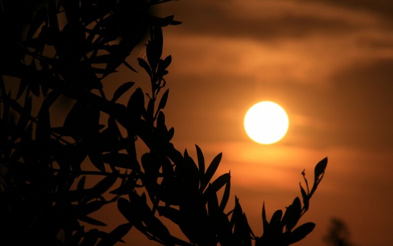 Olive Tree Branches