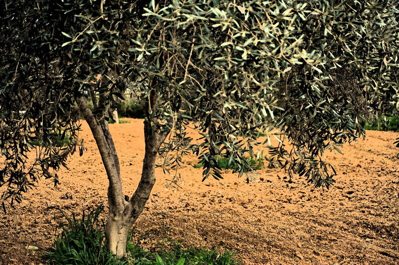 olive tree in a field