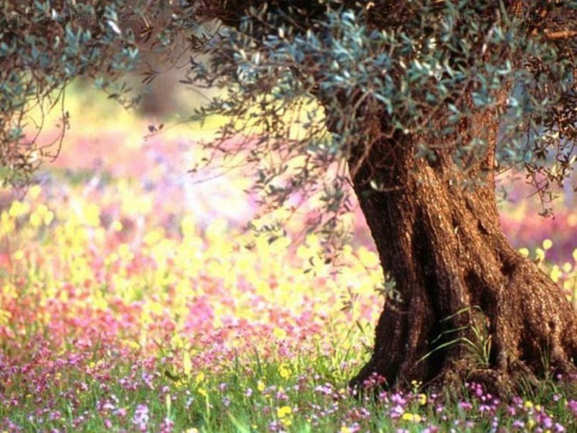 Olive tree in a flower field