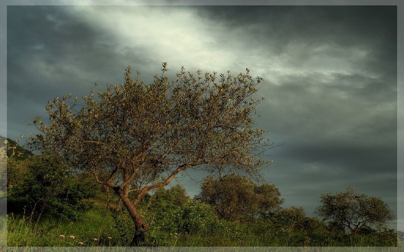 Olive Tree in Field — Green, Dramatic