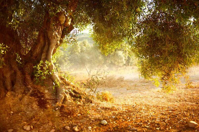 Olive Tree in Field — Green, Serene
