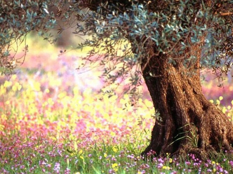 Olive Tree in Field — Green