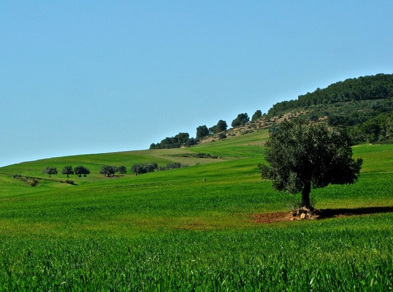 Olive Tree in Field