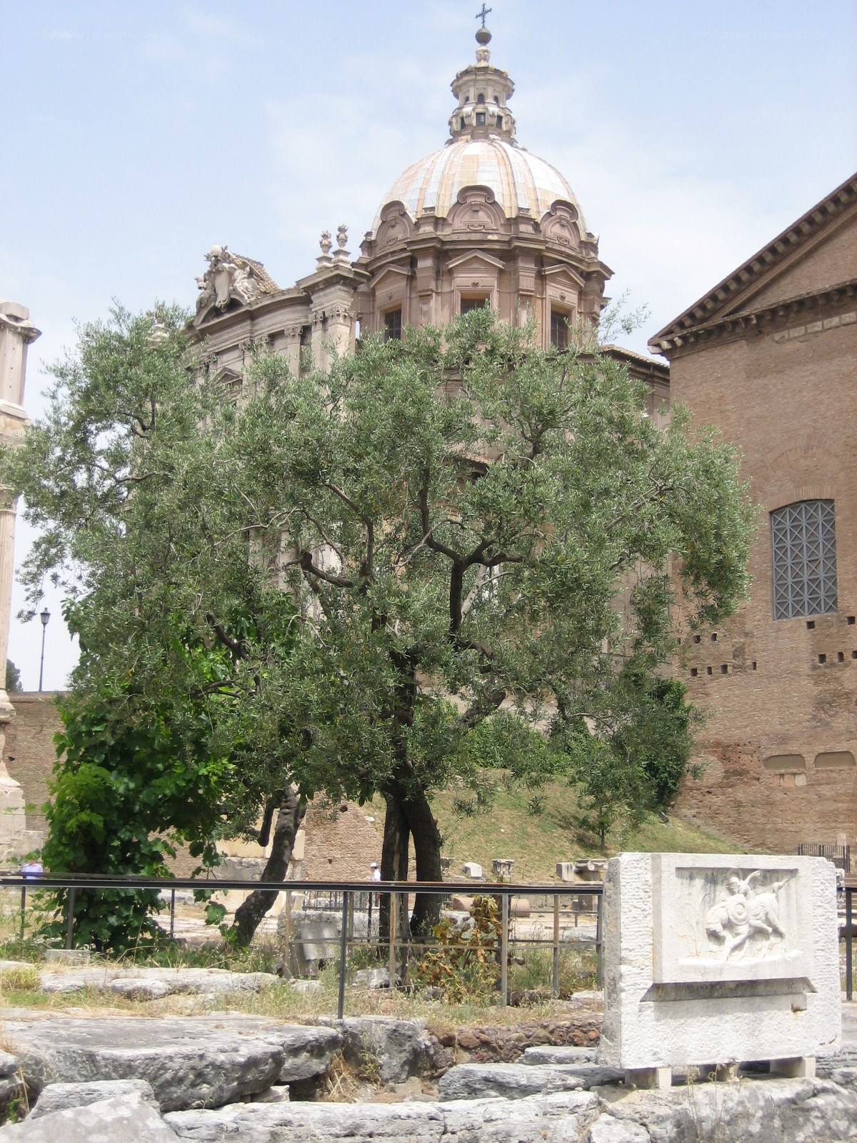Olive tree in Rome with church