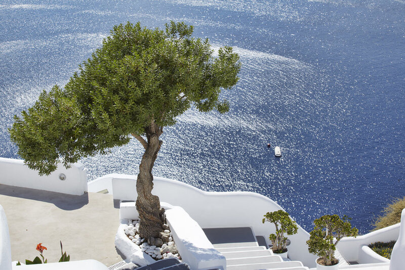 Olive Tree on Balcony