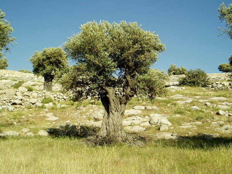 Olive Tree on Hillside