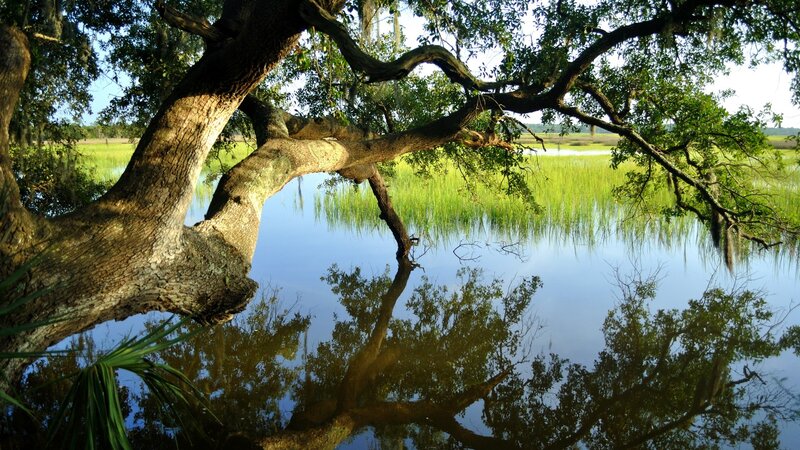 Olive tree over swamp water
