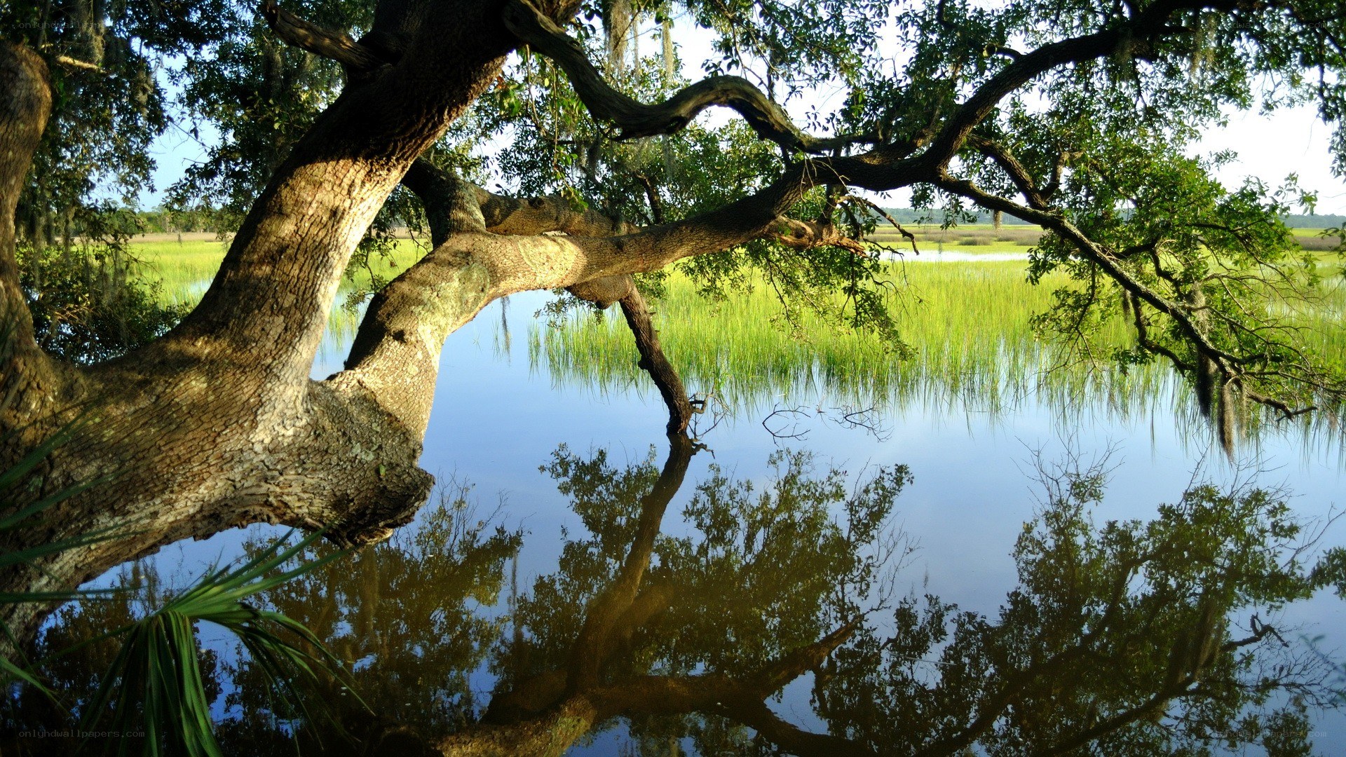 Olive tree over swamp water
