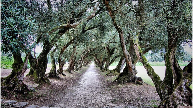 Olive Tree Tunnel