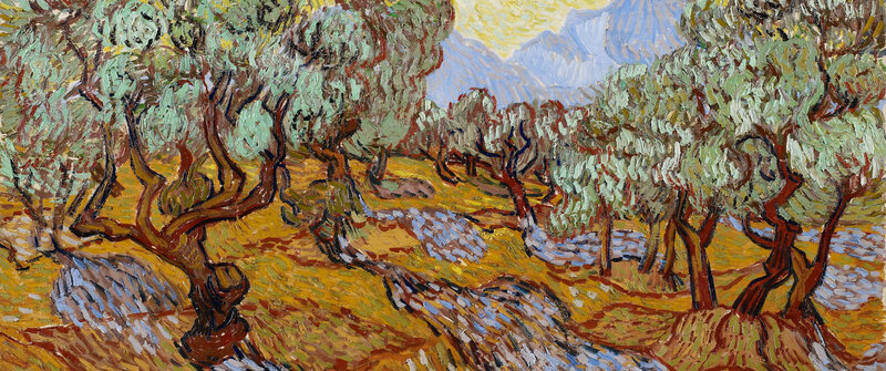 Olive Trees in a Field