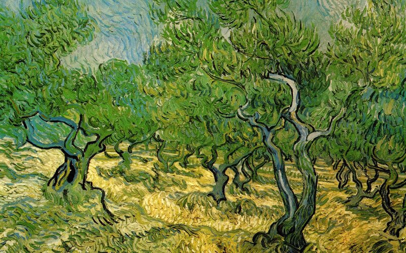 Olive Trees in a Grove