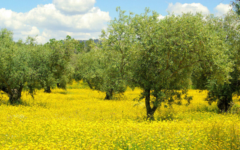 Olive Trees in Field — Yellow