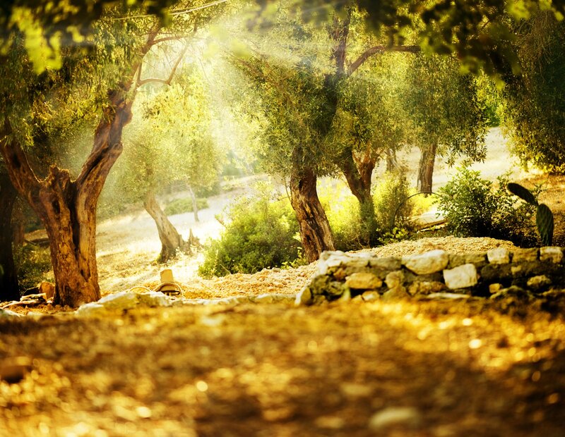 Olive Trees in Grove — Green