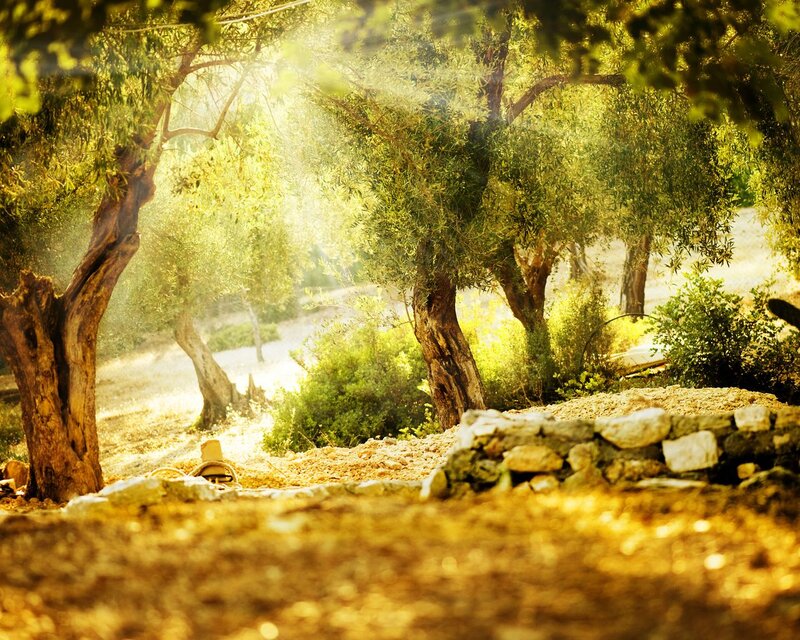 Olive Trees in Grove