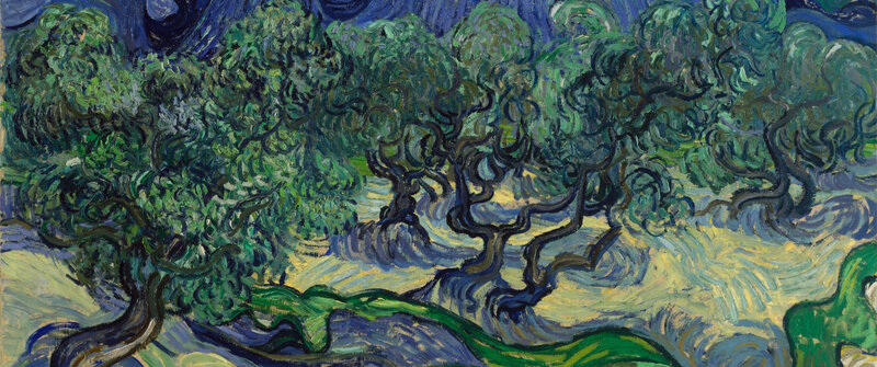 Olive Trees in Landscape — Green