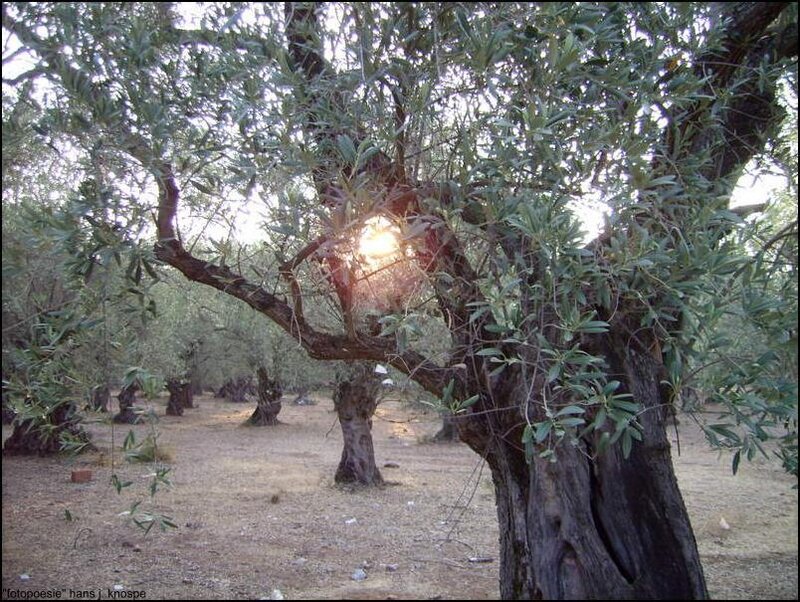 Olive Trees in Orchard