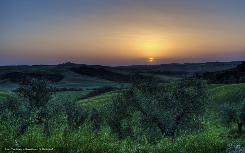 Olive Trees in Rolling Hills