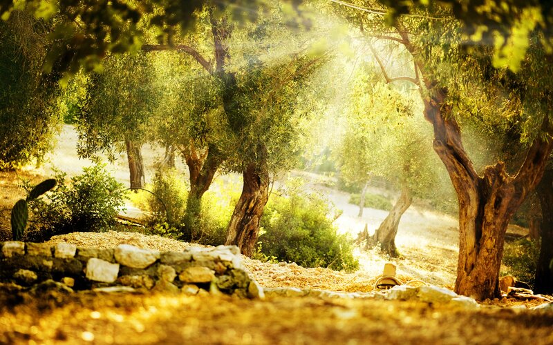 Olive Trees in Sunlight — Green, Serene, Afternoon, Photograph, Stone Wall, Cactus
