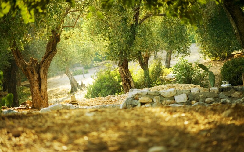 Olive Trees in Sunlight — Green, Serene, Afternoon