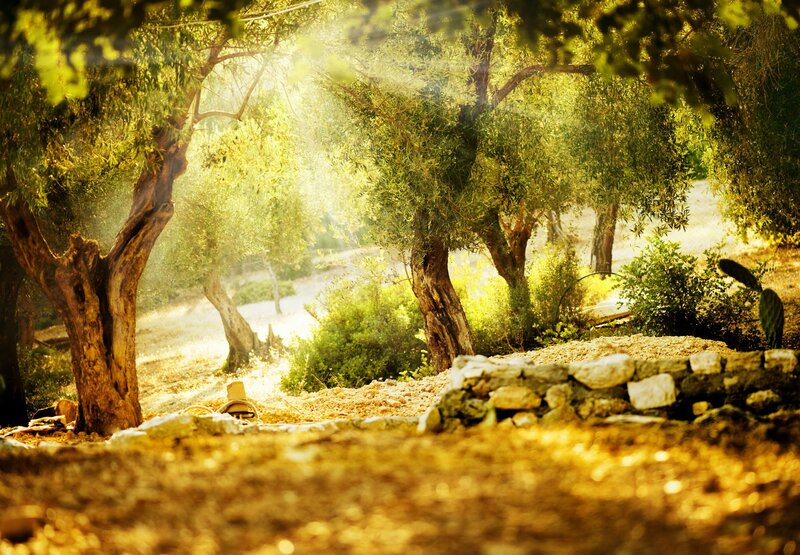 Olive Trees in Sunlight — Green