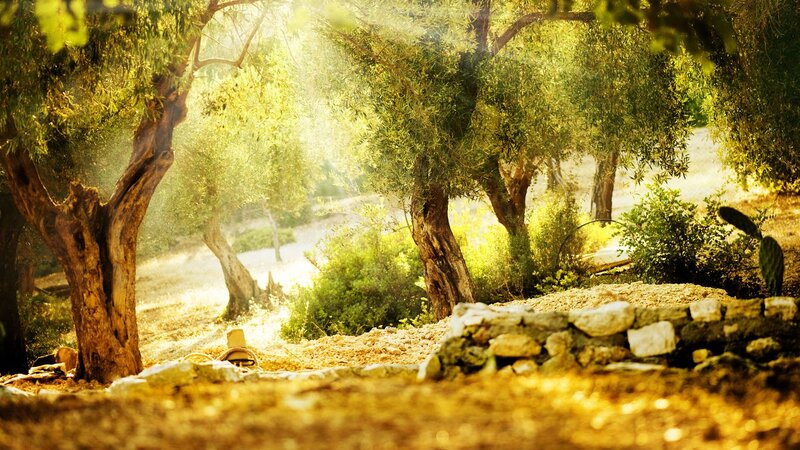 Olive Trees in Sunlight