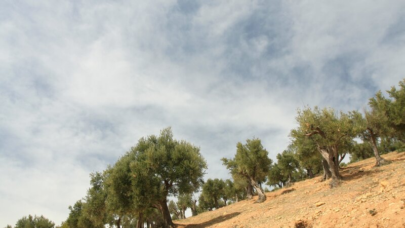 Olive trees on a hillside