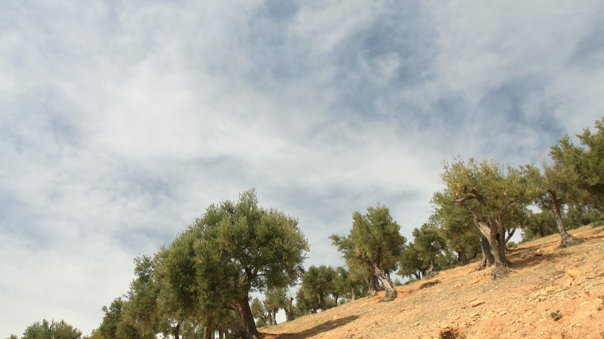 Olive trees on a hillside