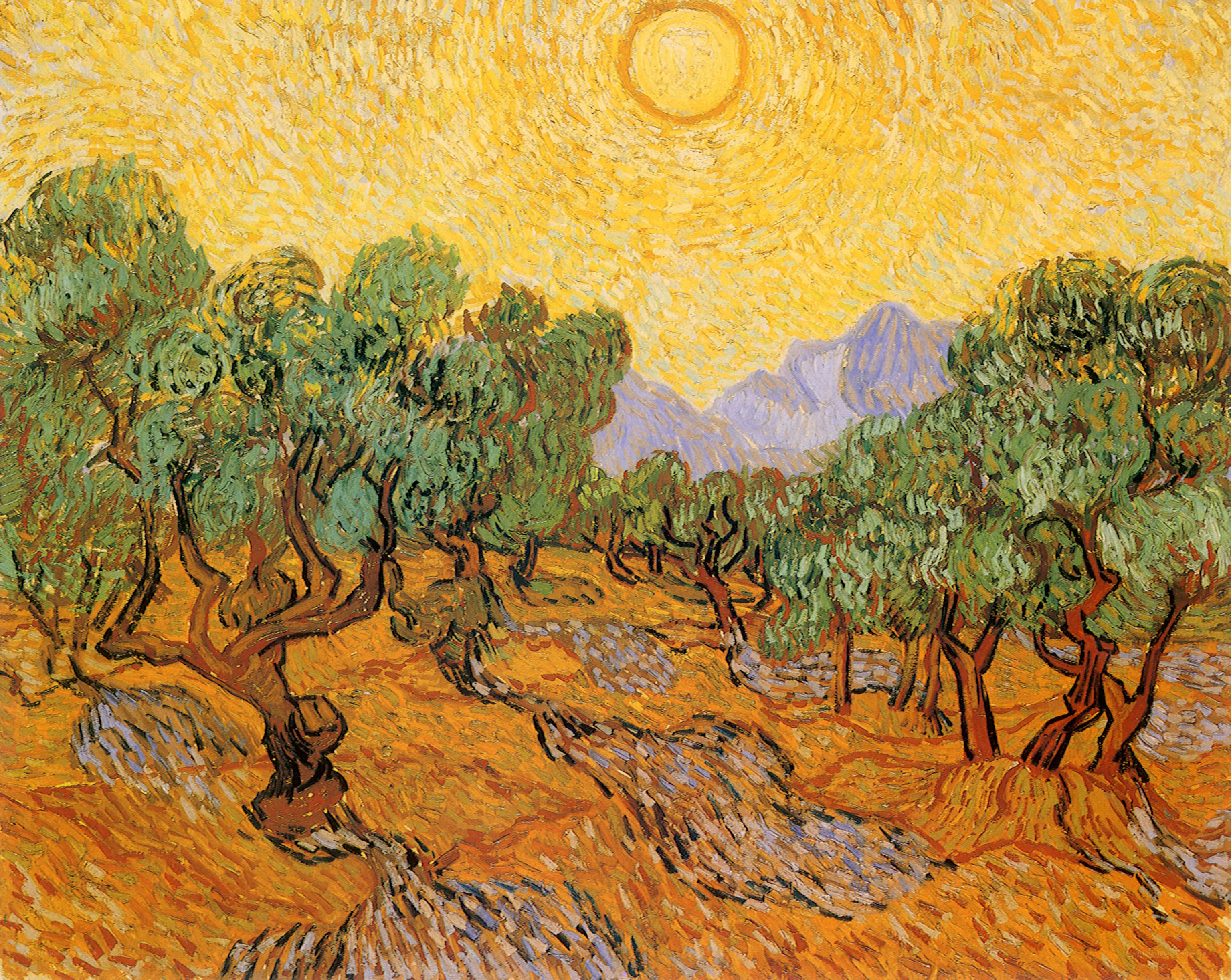 Olive Trees Under Sunlight
