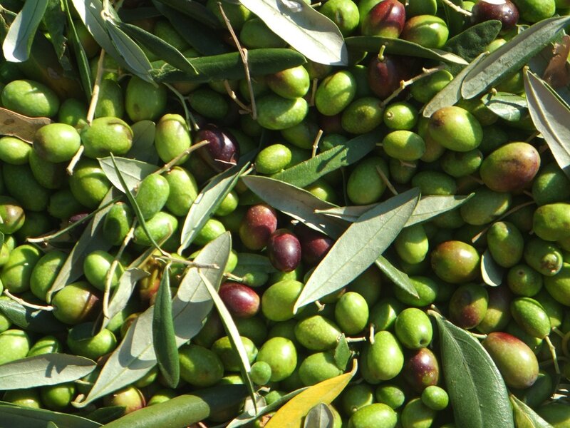 Olives and Leaves