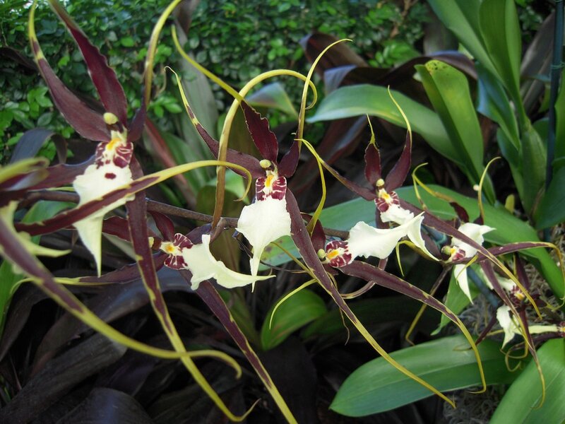 Oncidium orchids in bloom