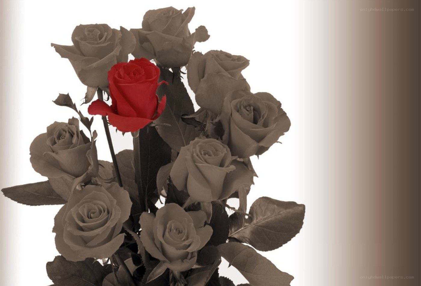 One red rose among gray roses