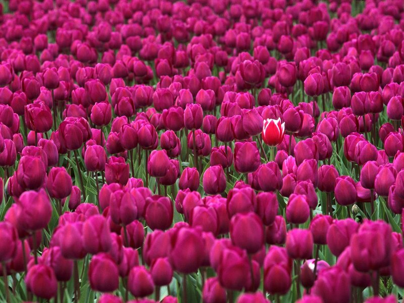 One red tulip among many purple