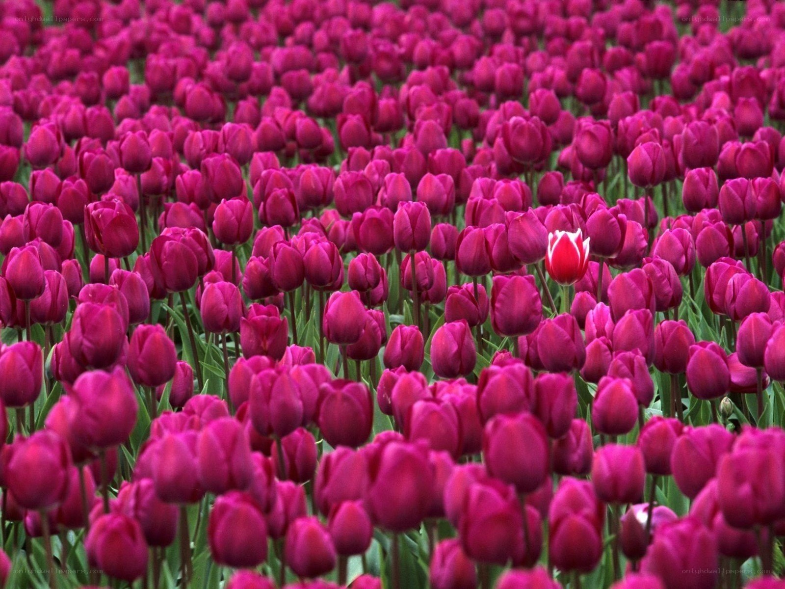 One red tulip among many purple