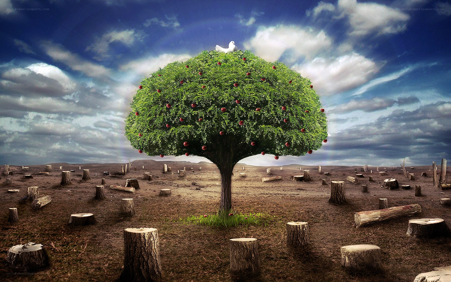 One tree in a barren landscape
