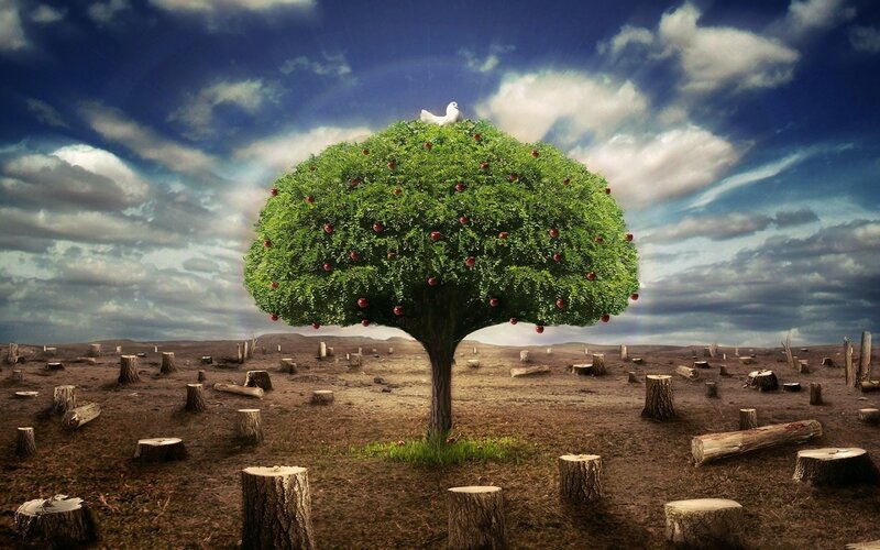 One tree in a barren landscape