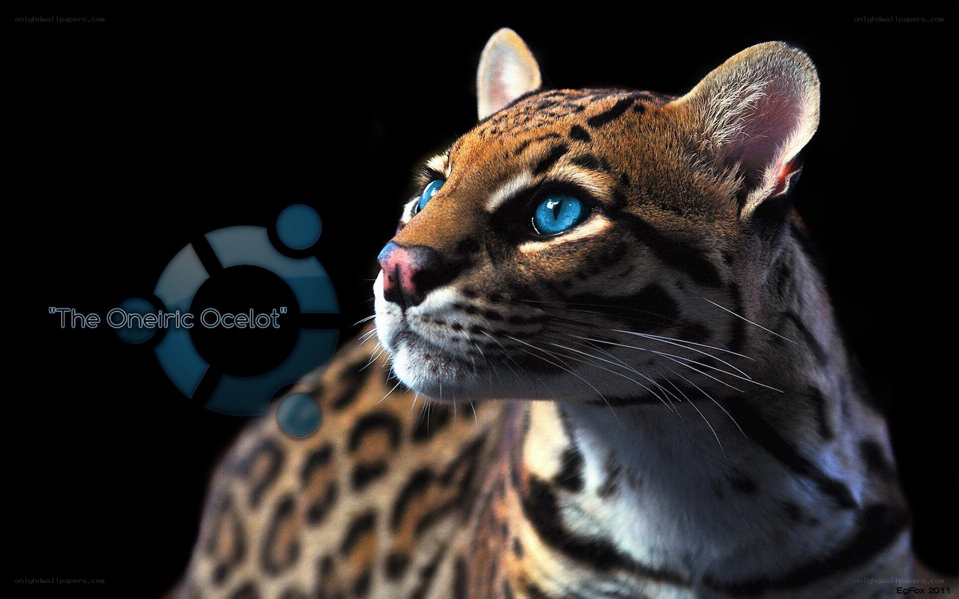 Oneiric Ocelot artwork