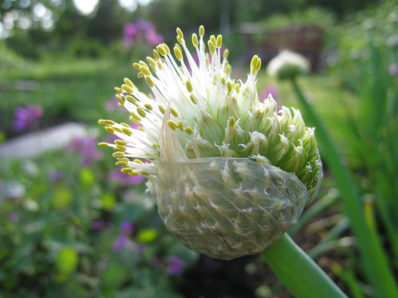 Onion Flower Bloom