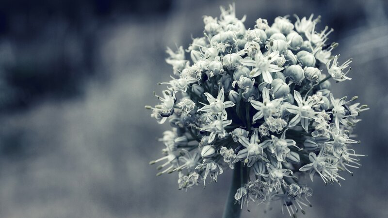 Onion Flower Cluster — Gray, Calm