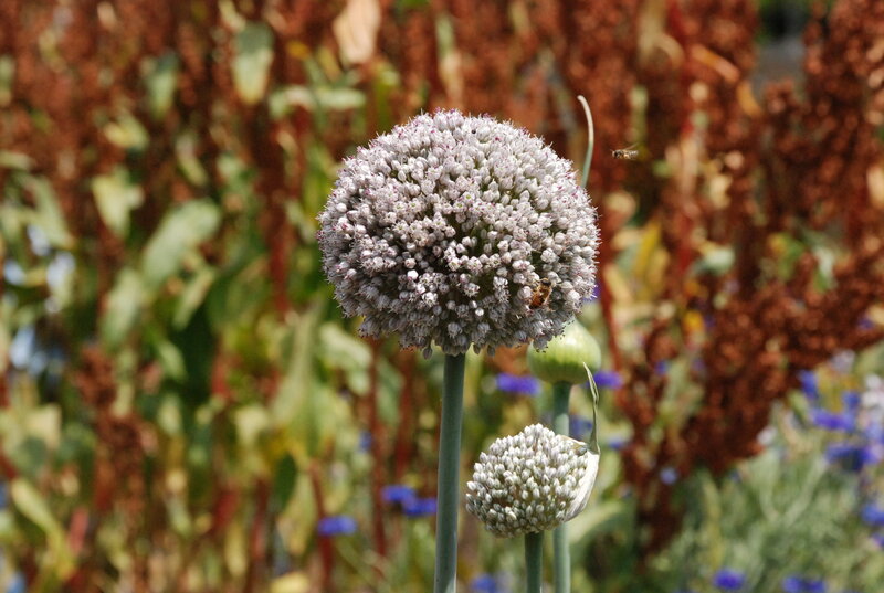 Onion Flower with Bees