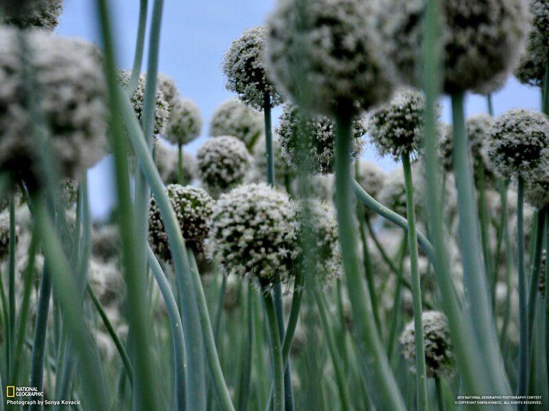 Onion Flowers in Field