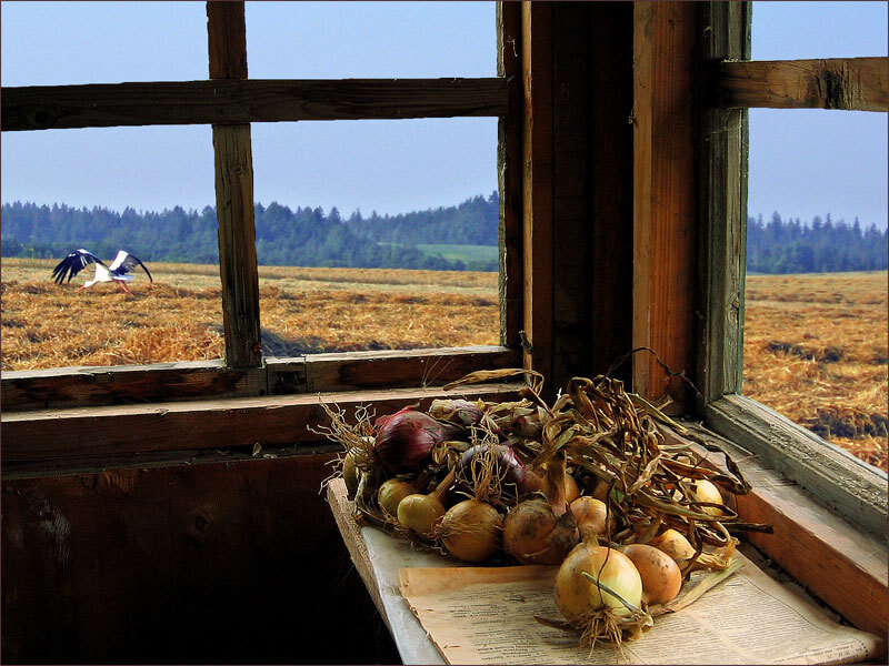 Onions on a windowsill