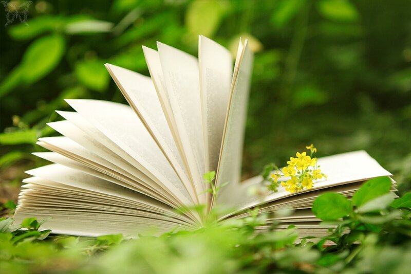 Open Book in Grass — Green, Serene, Spring