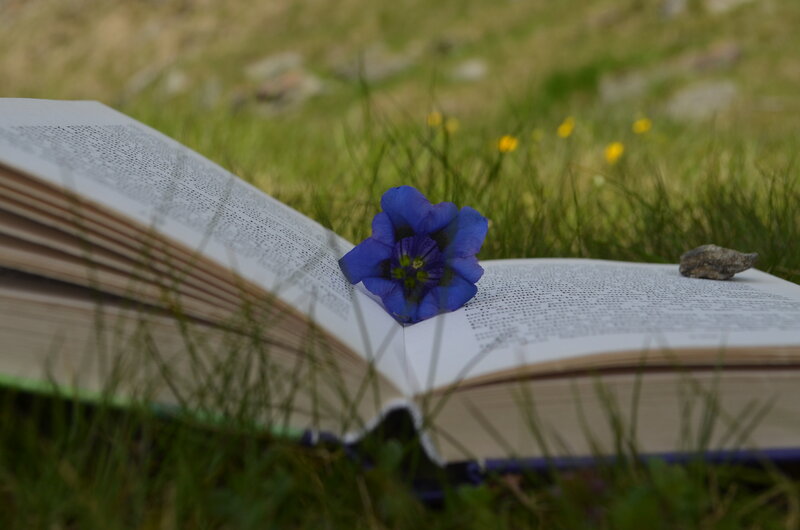 Open Book with Blue Flower