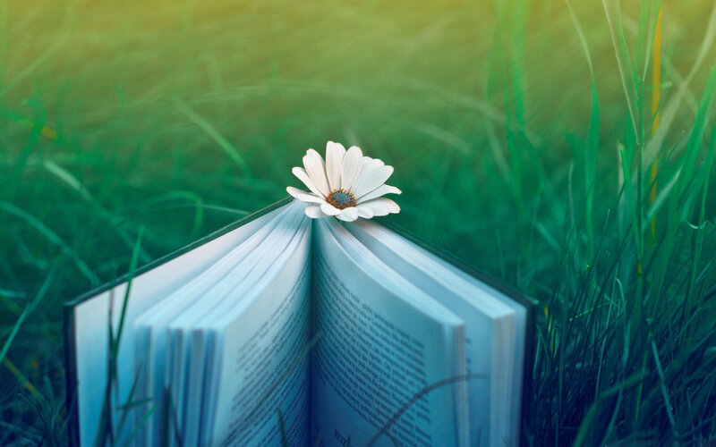 Open Book with Daisy — Green, Serene, Afternoon