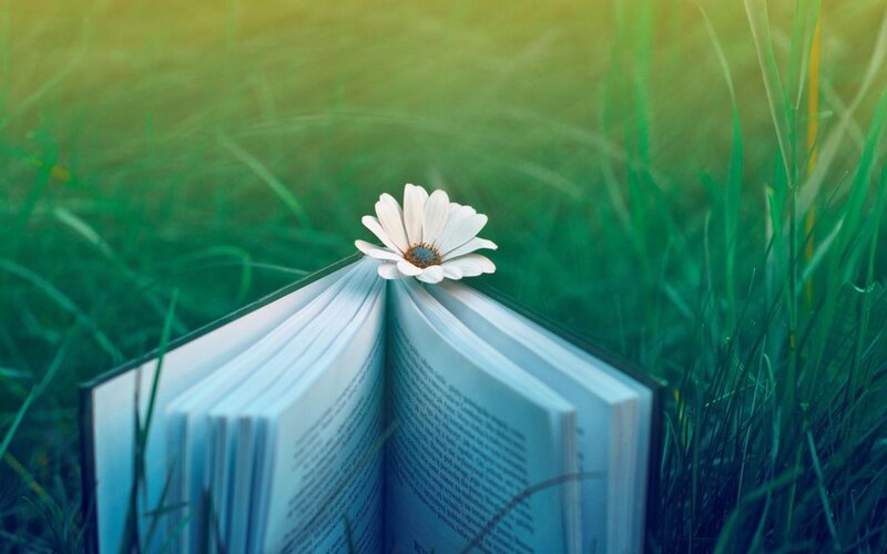 Open Book with Daisy — Green, Serene