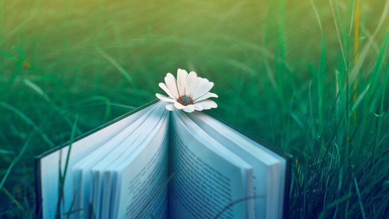 Open Book with Daisy